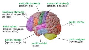Zgradba možganov.